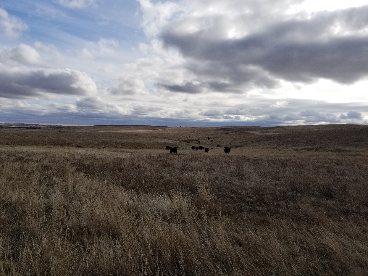 490+/- Acres of Perkins County Pasture - Perkins County, SD